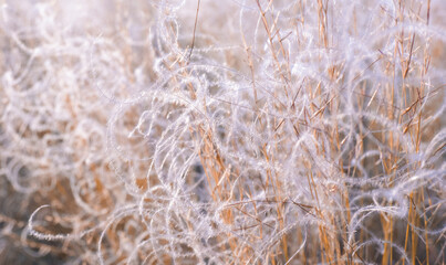 Abstract natural background of soft plants. Pampas grass feather grass, boho style of dry reeds. Fluffy stalks of tall grass