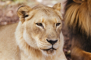 African Lion in Captivity in Australia