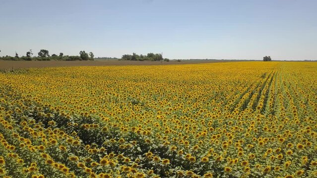 Vista a&eacute;rea de campo de girasol, provincia de Buenos Aires, Argentina.