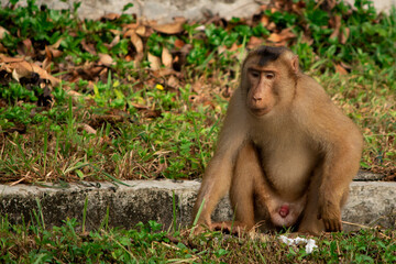 Baboon sitting on the ground