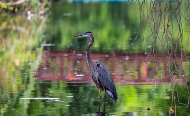 Picture of Birds