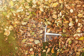 metal rake on a pile of autumn leaves in the garden