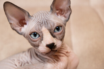 Portrait of a Canadian sphinx 2-3 months old lying on a couch. Caring for hairless cats