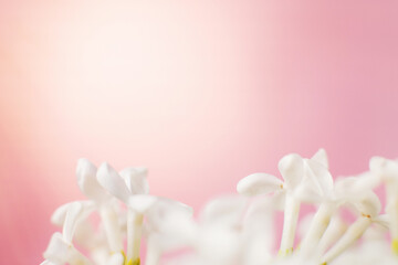 white lilac flower branch on a pink background with copy space for your text