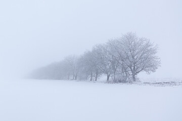 Winter landscape with trees covered with snow