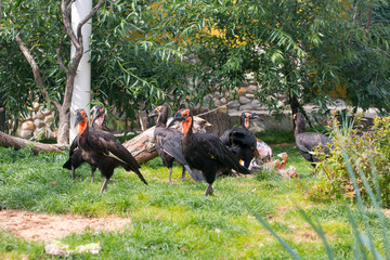 The southern ground bird is the rhinoceros or the Kaffir horned raven. South Africa