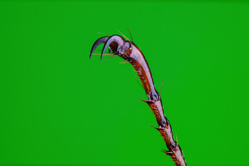 Big hooks on the leg of the beetle.