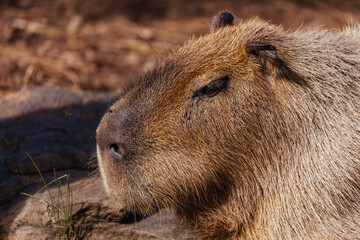 Capybara in a Zoo in Australia