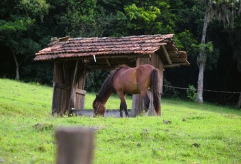 Cavalo na pradaria