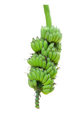 raw banana bunch isolated on white background
