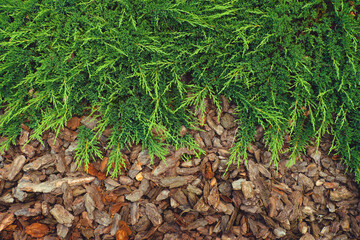 Green needles and bark of a coniferous tree. Background, texture.