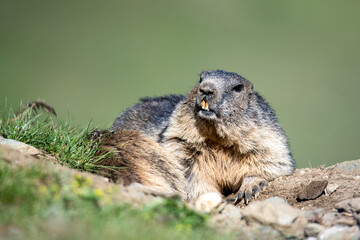 Marmot relaxing on a hill