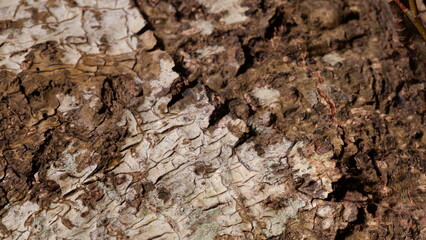 Detailed close-up of tree bark