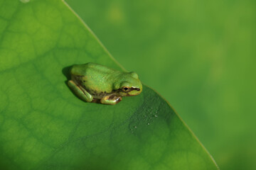 蓮の葉にアマガエル