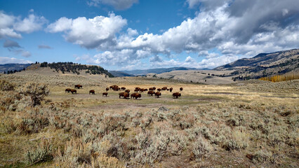 Herd of Buffalo