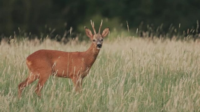 Deer on a green field with a forest in the background in Germany, Europe in 4k