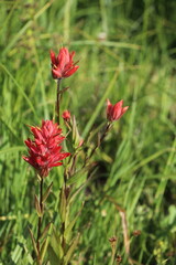 Obraz premium Native Red Colorado Wildflowers