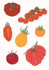 Tomato varieties, tomatoes set. Colorful vector illustration with cherry tomatoes, plum tomato, beef steak tomato and globe tomato.