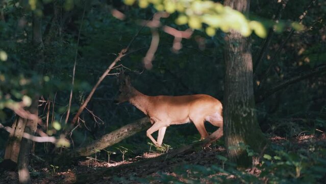 Deer in the woods in the warm light of sunrise in Germany, Europe in 4k