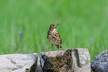 Song Thrush, Turdus philomlos, on a stone wall.