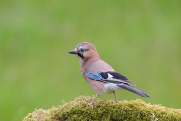 Jay, Garralus glandarius, perched on a moss-covered branch