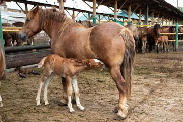 A newborn foal drinking mother's milk