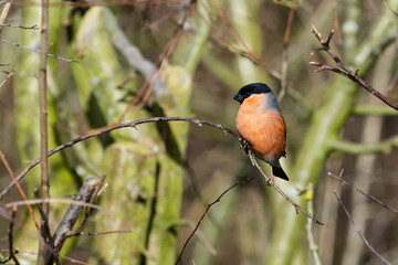 Bullfinch, Pyrrhula Pyrrhula, perched on a branch.