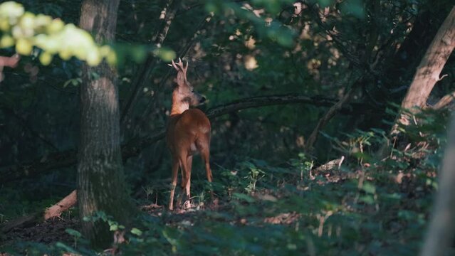 Deer in the woods in the warm light of sunrise in Germany, Europe in 4k