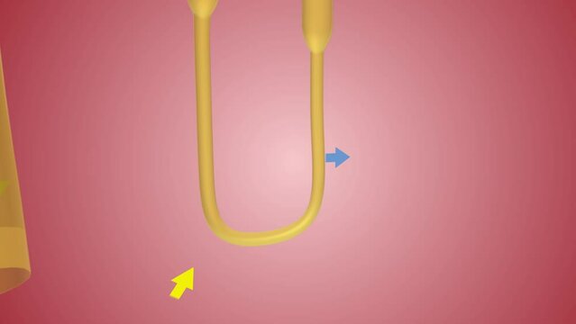 Overview of Nephron Function Loop of Henle