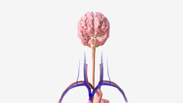 The brain is the most complex part of the human body