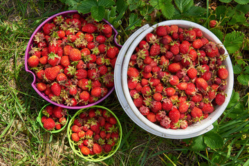 Berry season. Bright colorful buckets with berries of strawberries on the green grass, top view