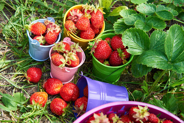 Berry season. Bright colorful buckets with berries of strawberries on the green grass