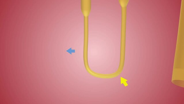 Overview of Nephron Function Loop of Henle