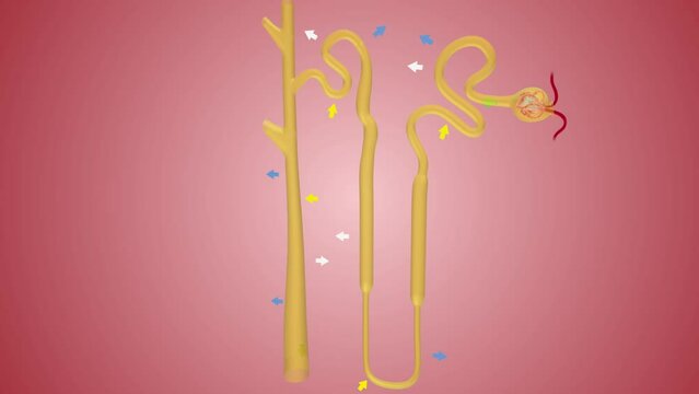 The nephrons work through a two-step process: the glomerulus filters your blood
