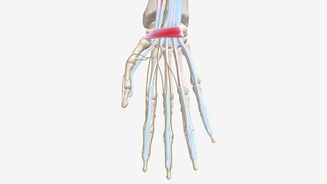 Carpal tunnel syndrome (CTS) is a common neurological disorder that occurs