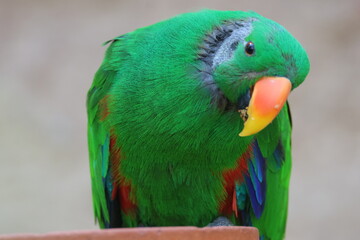 blue and yellow macaw
