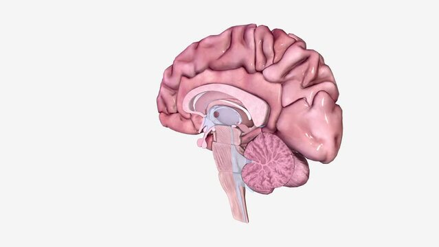 Brain Sagittal Cross Section