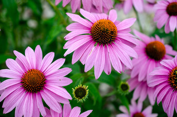 Fototapeta premium Coneflowers in the Garden