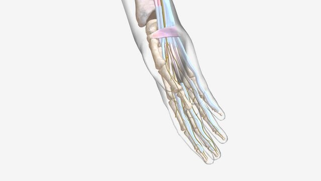 Carpal tunnel syndrome (CTS) is a common neurological disorder that occurs