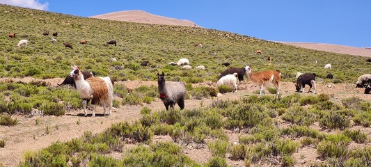Llamas argentinas