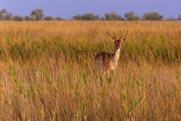 Naklejka na ściany i meble wild spotted deer standing in dry grass
