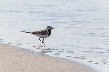 white wagtail standing in water at seashore