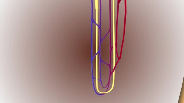 Structure of the Nephron Vasa recta