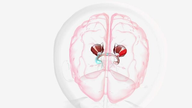 Strabismic Amblyopia Visual Pathway with Eye Movement