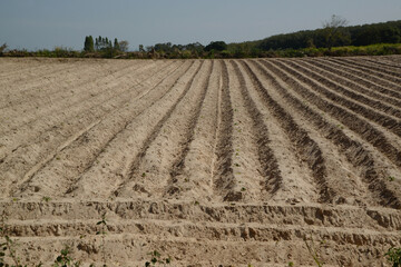 Fototapeta na wymiar Trench dug to prepare for planting cassava. to grow crops on arable land in Northern of Thailand.