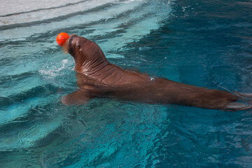 an adult large walrus swims in the water with a ball. Wild animal