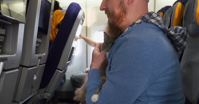 Concept: Pet priority on board. Cat in aircraft cabin sitting in hands owner during flight. Pet priority on board let us travel with cat by airplane. Priority for passengers with pets Flight by plane.