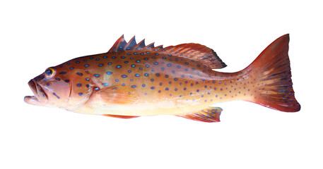 Spotted coral-grouper or Bar-cheek coral trout fish isolated on white.