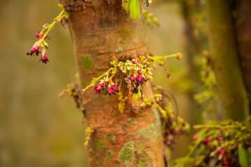 Young beautiful fresh averrhoa bilimbi cucumber tree sour taste used for cooking,groing in Sri Lanka. Close-up fruit plant tree background. Travel exotic concept
