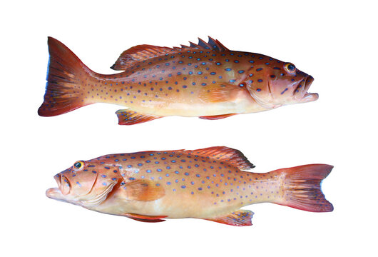 Spotted coral-grouper or Bar-cheek coral trout fish isolated on white.